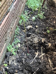 Are these bamboo shoots coming up?