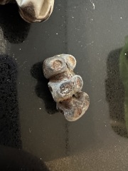 Anyone fancy trying to identify these things I found by the Thames?