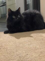 Machiavellian Misbehaviour- the Excellent Cats Deny Everything