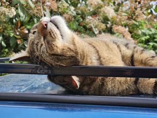 Thug cat part 5 - For he will not do destruction, if he is well-fed, neither will he spit without provocation.