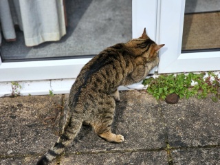 Thug cat part 5 - For he will not do destruction, if he is well-fed, neither will he spit without provocation.