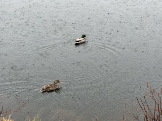 Come and tell me your dull and unexciting news 29: Calmly through the day