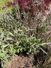 Can this sage bush be rescued?