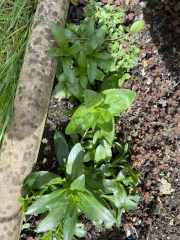Are these weeds?