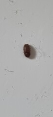 Is this a bed bug?
