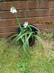 Plant ID please