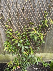 Climbing jasmine - isn’t dead but has simply stopped growing?