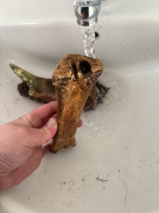Keep finding bones while digging at new home