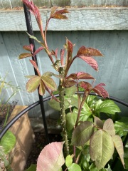 Rose - is this likely to be a sucker?
