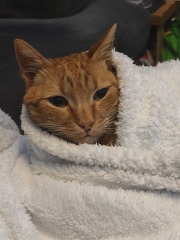 Machiavellian Misbehaviour- the Excellent Cats Deny Everything