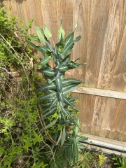 Can anyone tell me what this is?