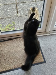 Thug cat part 5 - For he will not do destruction, if he is well-fed, neither will he spit without provocation.