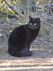 Machiavellian Misbehaviour- the Excellent Cats Deny Everything