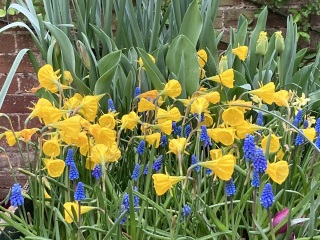 Spring flower id