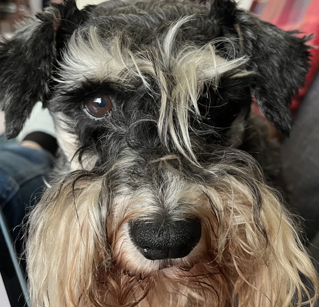 Thread 47 Sunak : The Ship of Fools sails on