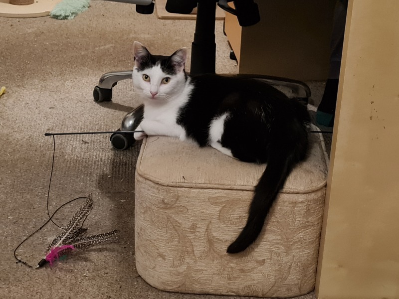 Machiavellian Misbehaviour- the Excellent Cats Deny Everything
