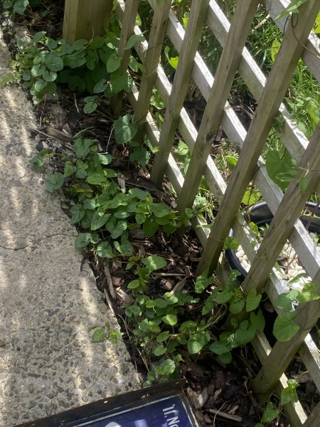 Plants for poor shallow soil