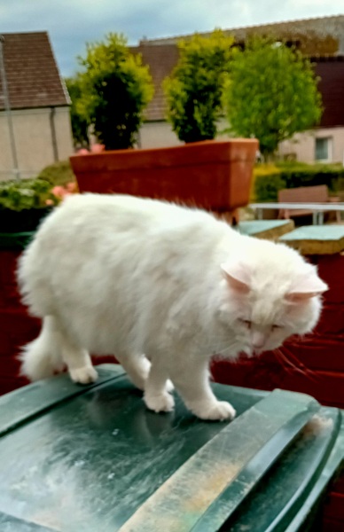 Machiavellian Misbehaviour- the Excellent Cats Deny Everything