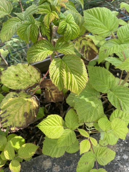Brown raspberry