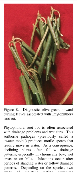 my poor Rhododendron