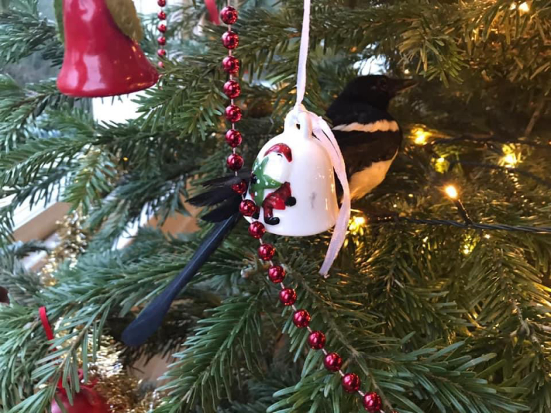 What 'present' has your cat brought you? (light hearted)