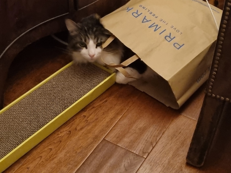 Machiavellian Misbehaviour- the Excellent Cats Deny Everything