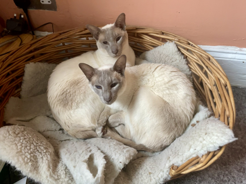 Thread 46 Sunak - don't rain on our parade