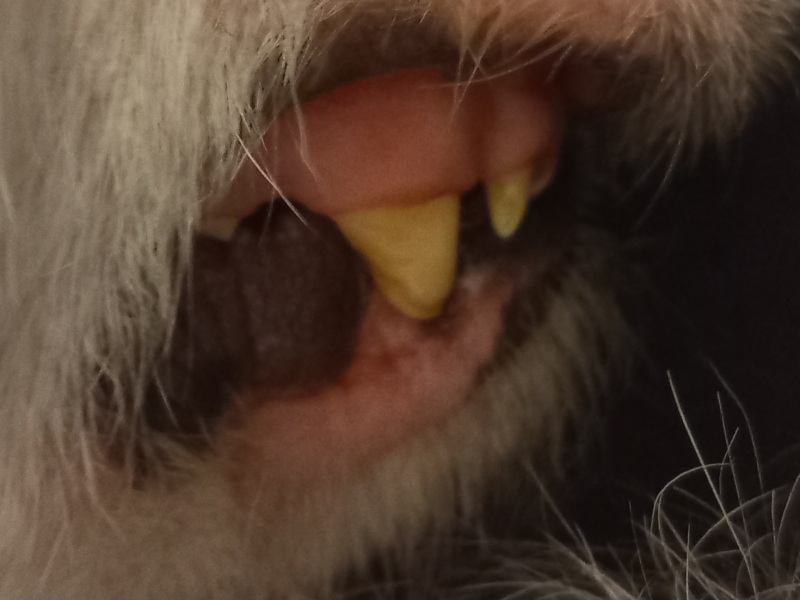 Doggy teeth.....