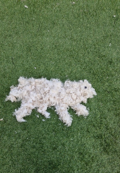 My dog is deflated