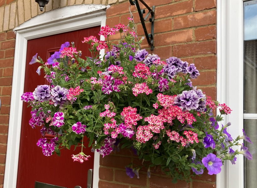 Why do my hanging baskets or pots always look so shit?