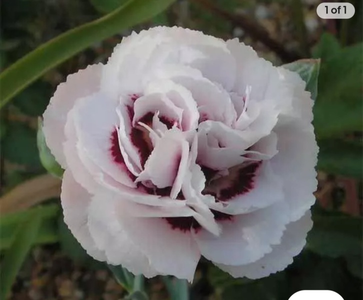 What are your current plant obsessions?