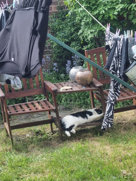 Is your cat an indoor or outdoor cat?