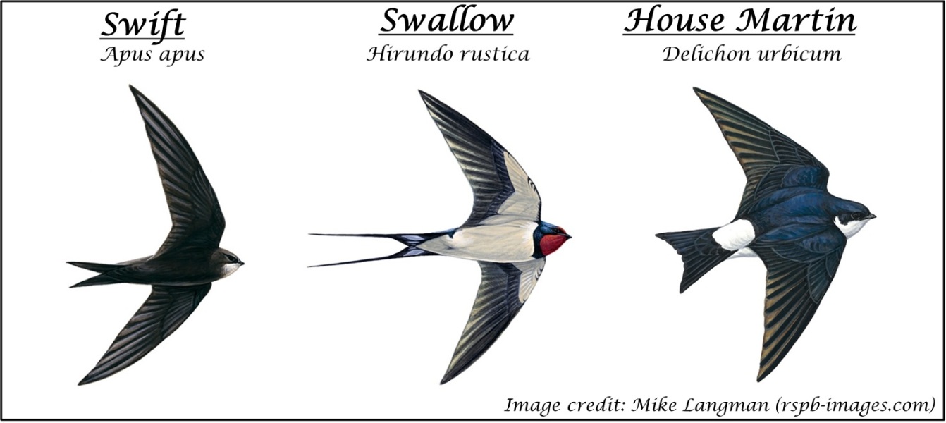 Swifts (the birds, not Taylor)