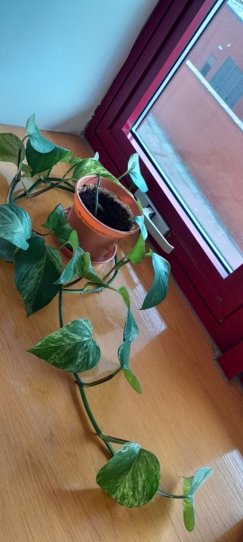 How to take cuttings off a peace lily?