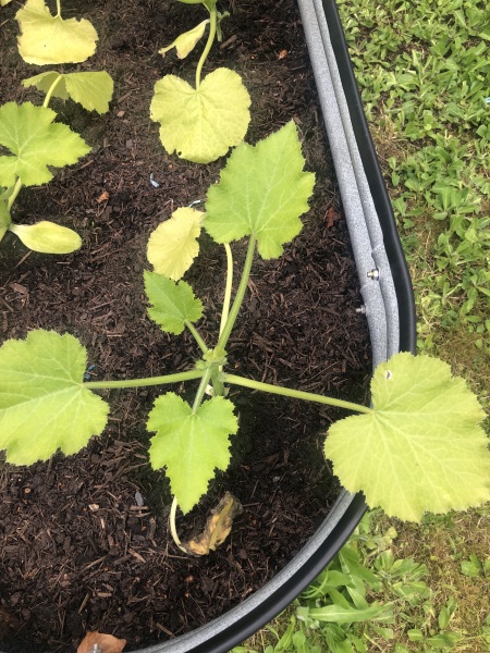 Courgette plants struggling