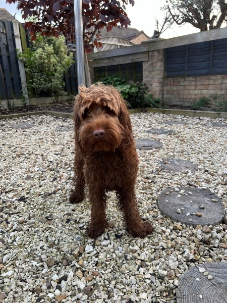 How do I get pig manure stink of dog???