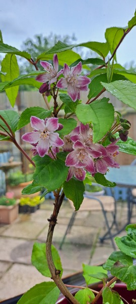What's in flower in your garden right now?