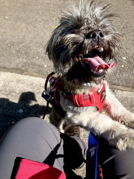 Thread 46 Sunak - don't rain on our parade