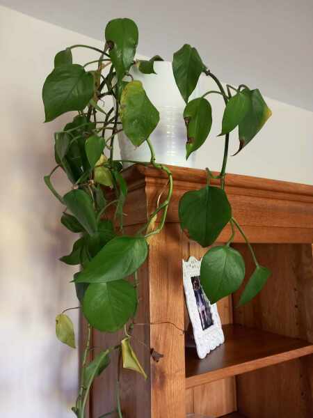 How to take cuttings off a peace lily?