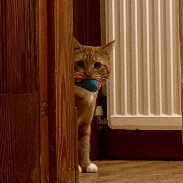Persuading cat to sleep elsewhere