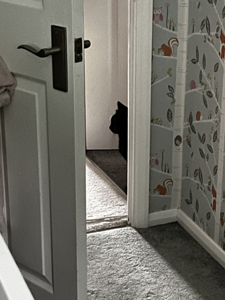 Machiavellian Misbehaviour- the Excellent Cats Deny Everything