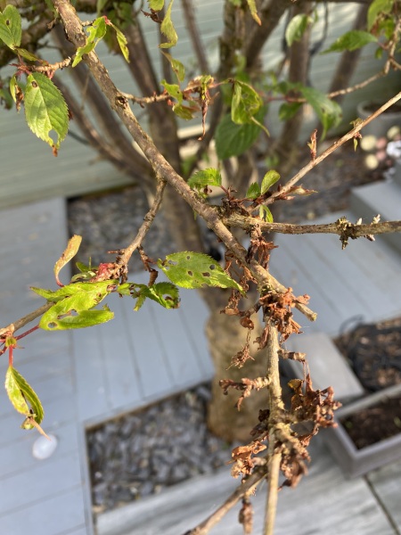 Cherry tree- disease?