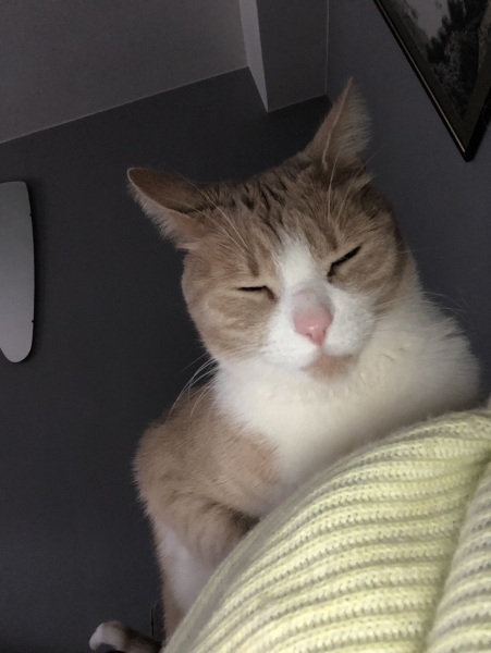 Machiavellian Misbehaviour- the Excellent Cats Deny Everything