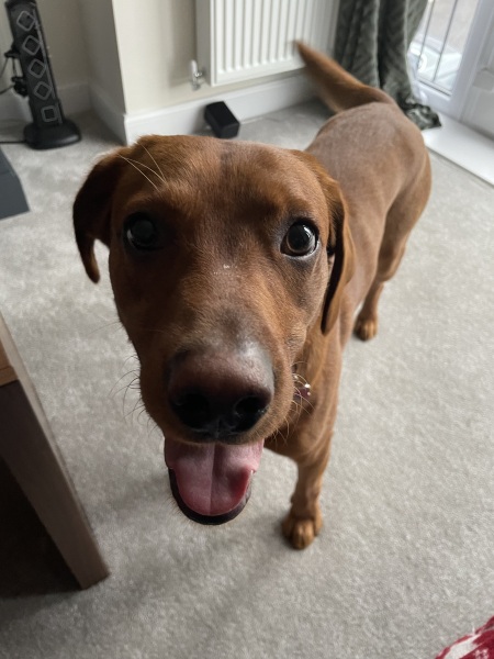 Any owners to share pros and cons of fox red Lab and King Charles spaniel?