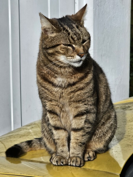 Thug cat part 5 - For he will not do destruction, if he is well-fed, neither will he spit without provocation.