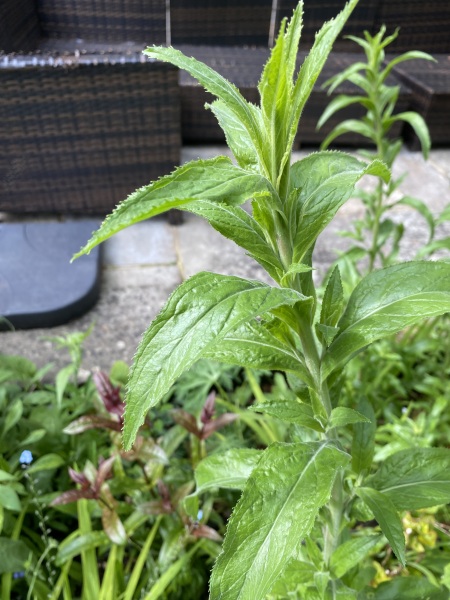 Is this a weed or something I planted last year?