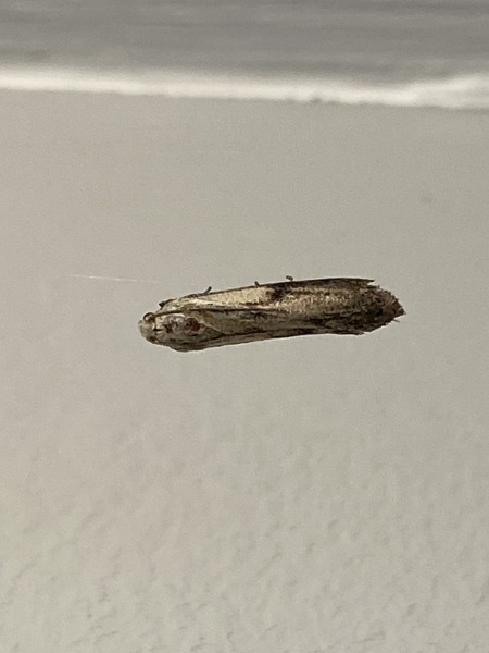 Moths