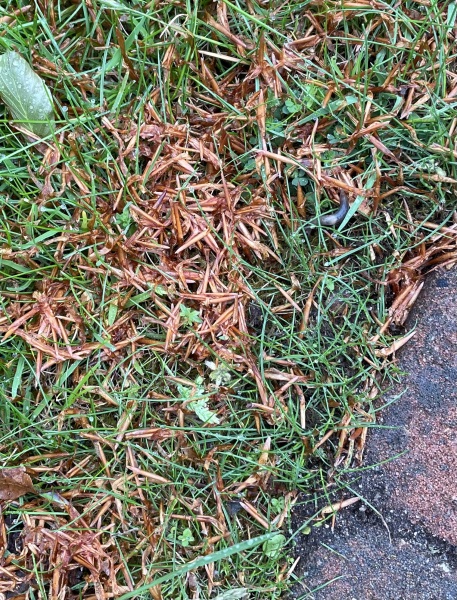 Brown debris coming off trees?