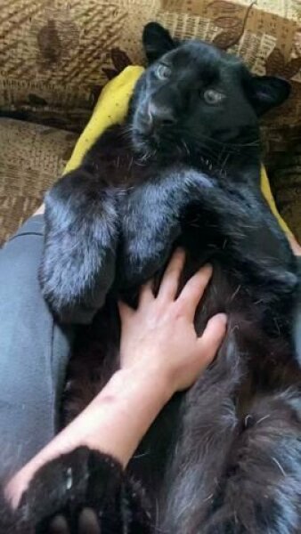 Panther loose in Derbyshire.