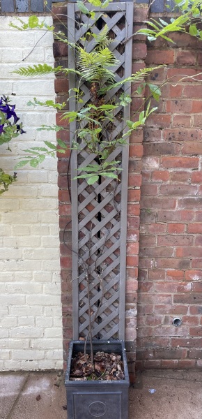 Giving up on wisteria?